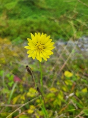 Pyrrhopappus carolinianus