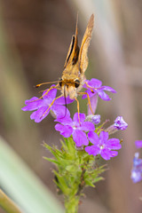 Atalopedes campestris