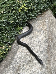 Coluber constrictor
