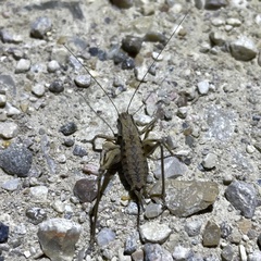 Pholidoptera griseoaptera