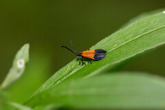 Calopteron terminale