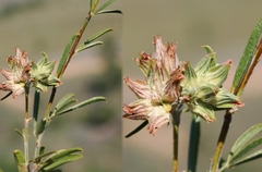 Psoralea uncinata