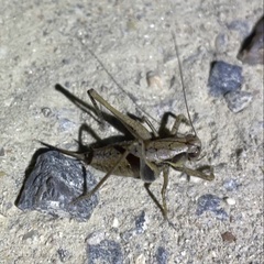 Pholidoptera griseoaptera