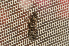 Choristoneura fumiferana