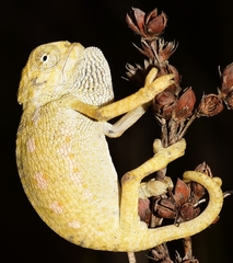 Chamaeleo chamaeleon chamaeleon