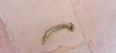 Scolopendra cingulata
