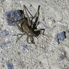 Pholidoptera griseoaptera