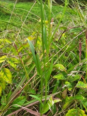 Pyrrhopappus carolinianus