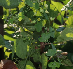Passiflora lutea