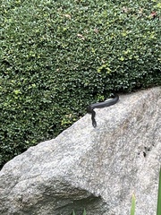 Coluber constrictor