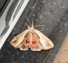 Catocala ultronia