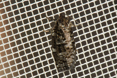 Choristoneura fumiferana