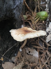 Agaricales