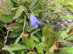 Campanula rotundifolia
