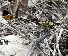 Dromogomphus spoliatus