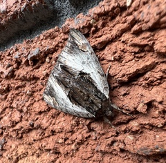 Catocala ultronia