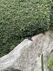 Coluber constrictor