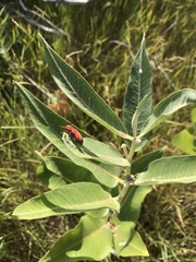 Tetraopes femoratus