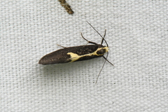 Polix coloradella