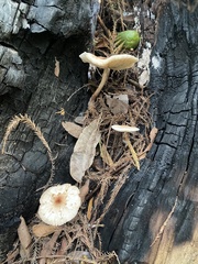 Agaricales