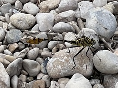 Dromogomphus spoliatus