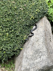 Coluber constrictor