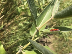 Tetraopes femoratus