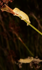 Chamaeleo chamaeleon chamaeleon