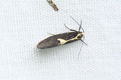 Polix coloradella