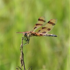 Celithemis eponina
