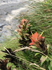 Castilleja litoralis