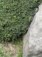 Coluber constrictor