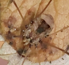 Leiobunum blackwalli