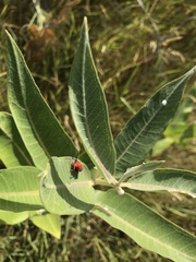 Tetraopes femoratus