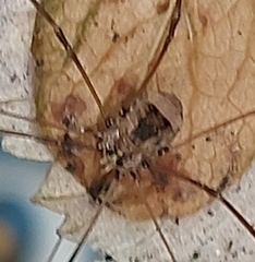 Leiobunum blackwalli