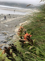 Castilleja litoralis
