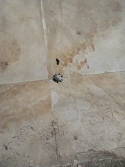 Gasteracantha cancriformis