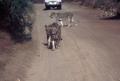 Panthera leo melanochaita