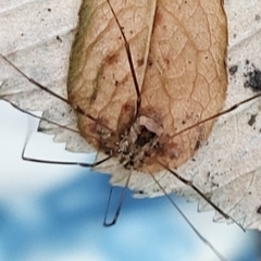 Leiobunum blackwalli