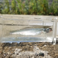 Notropis atherinoides