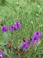 Vernonia missurica