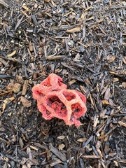 Clathrus ruber