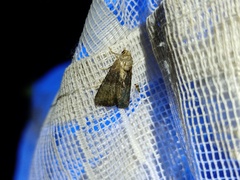 Mesoligia furuncula