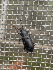 Tenebrionoidea