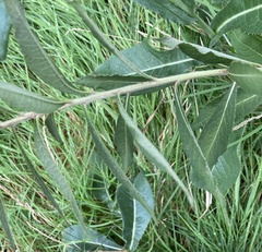 Vernonia missurica