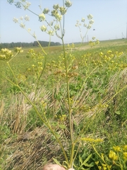 Pastinaca sativa sylvestris