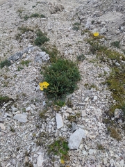 Papaver alpinum
