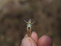 Platycleis albopunctata