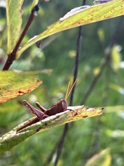 Schistocerca damnifica