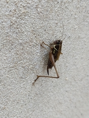 Roeseliana roeselii